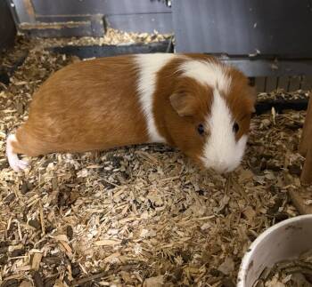 Rescue Guinea Pig Guinea Pigs for Adoption in Maineville, Ohio - Petra | PetCurious